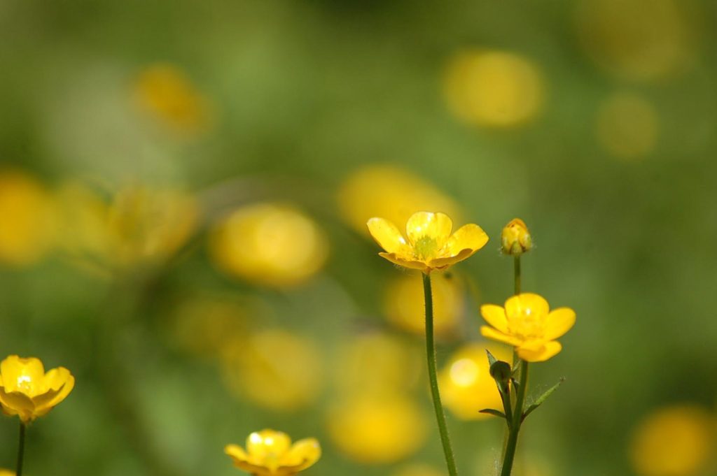 buttercups-yellow-childishness-photograph